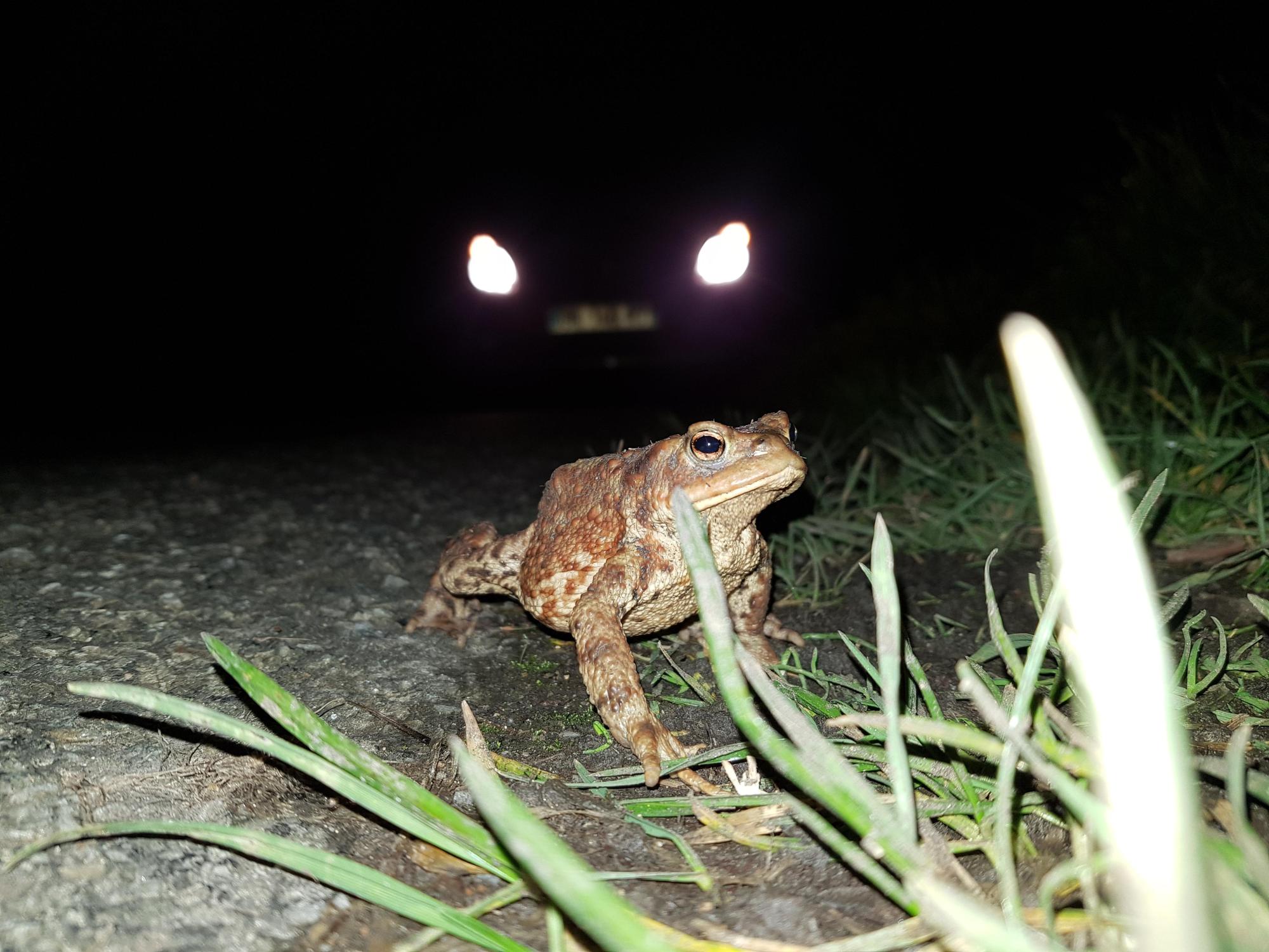 bufo_bufo_route_megane_skrzyniarz_0.jpg