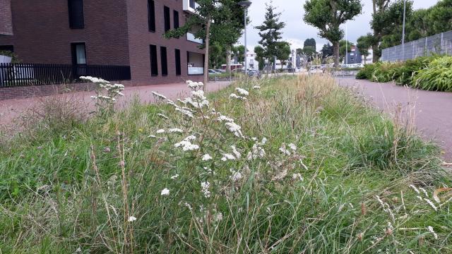 Entretenir autant que nécessaire mais intervenir le moins possible : le principe des fauches tardives, atout pour la biodiversité en ville Une prairie sauvage sur le site du centre municipal Charlotte-Delbo témoigne des bienfaits de la pratique des fauches tardives : herbes hautes et fleurs pour des allures de coin de campagne