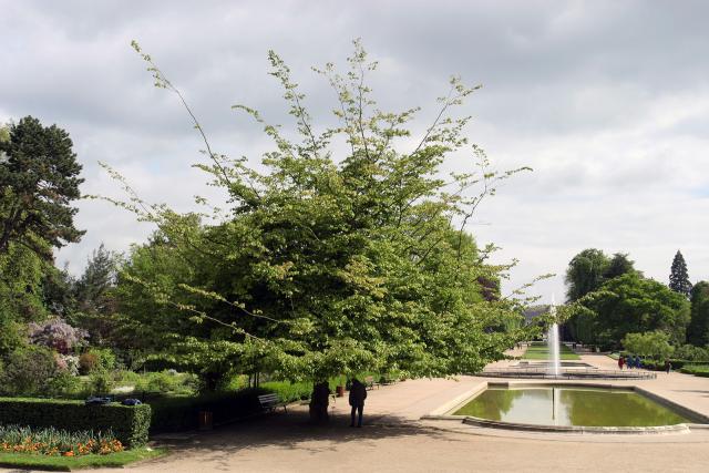 Vue du Jardin des Plantes Arbre et bassin du Jardin des Plantes au printemps