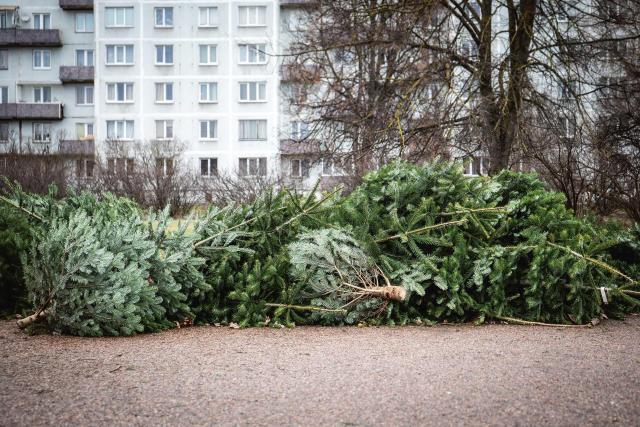 Après Noël, on peut valoriser son sapin ! Générique sapin de Noël après les fêtes